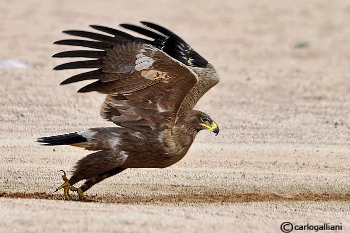 Aquila delle steppe