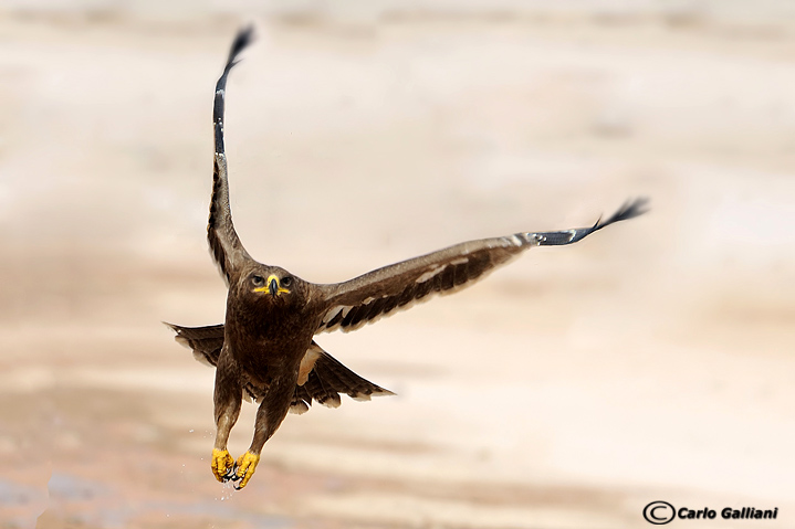 Aquila delle steppe al decollo