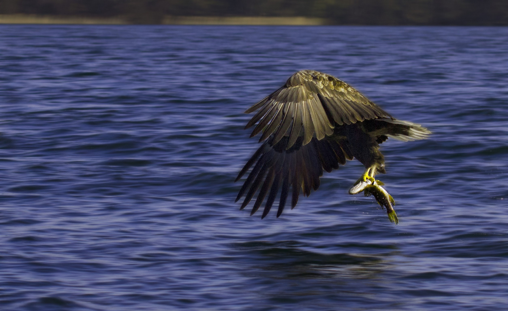 Aquila di mare