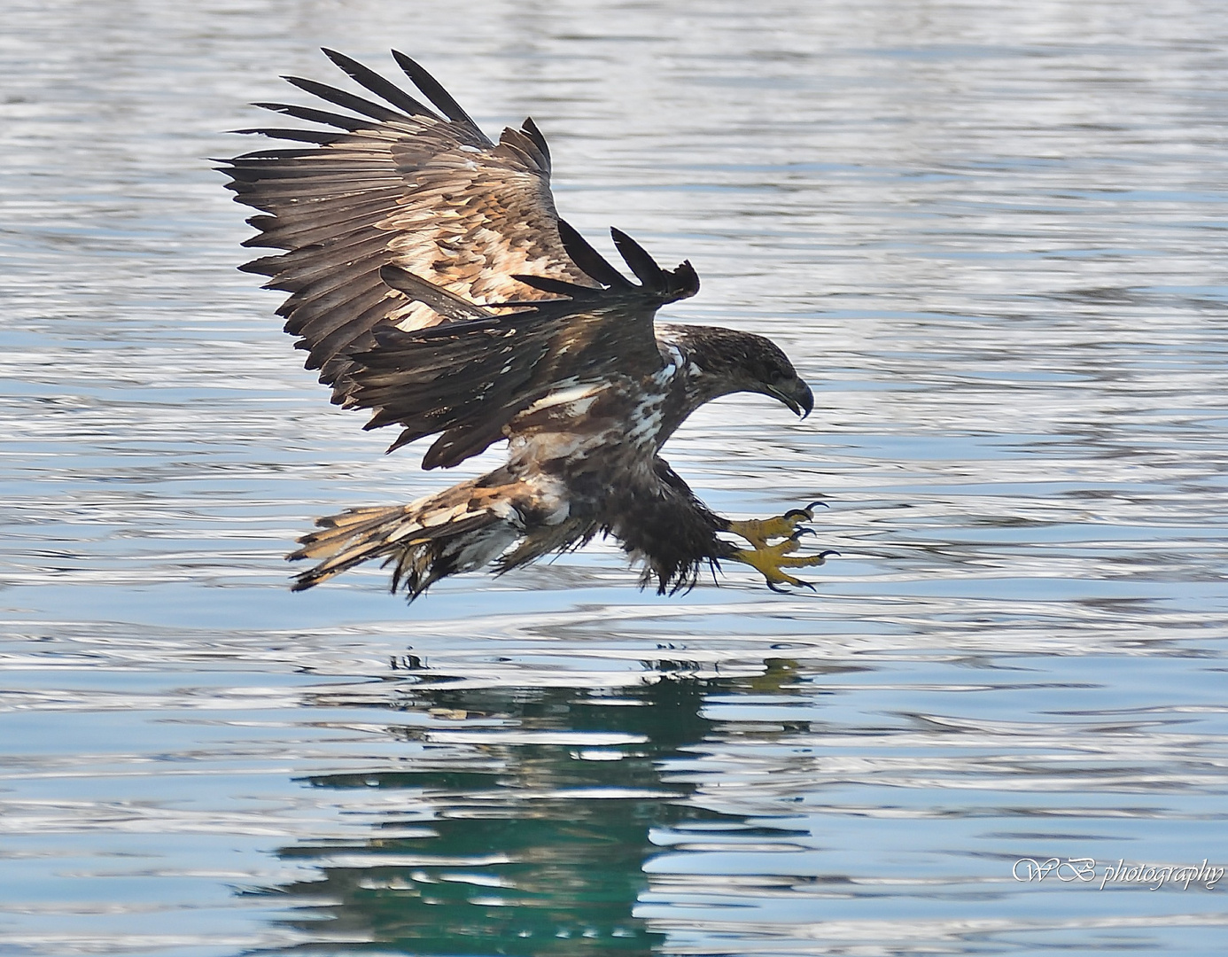 Aquila di mare a caccia