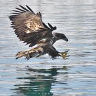 Aquila di mare a caccia