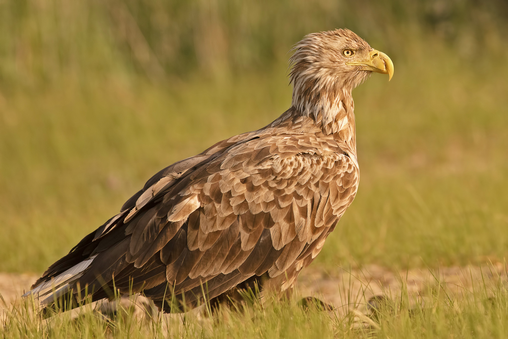 aquila di mare