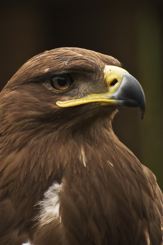 Aquila di mare coda bianca