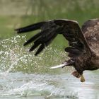 Aquila di Mare Codabianca