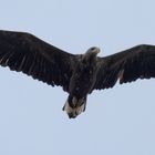 Aquila di Mare Codabianca