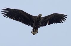 Aquila di Mare Codabianca