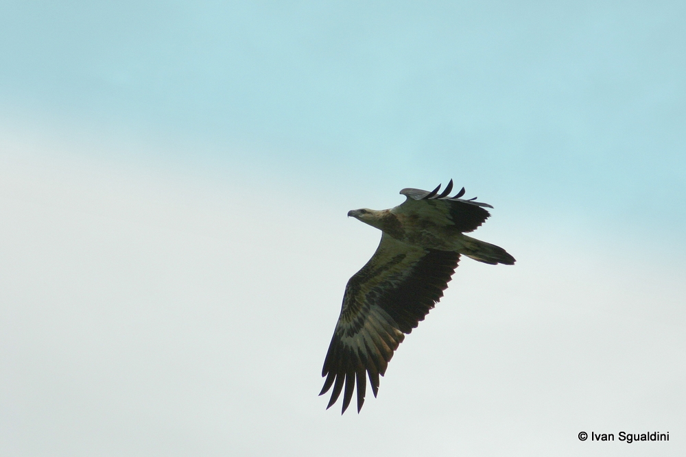 Aquila di mare della Malaysia