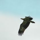 Aquila di mare della Malaysia