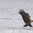 Aquila di mare sulla preda, Hokkaido, Giappone