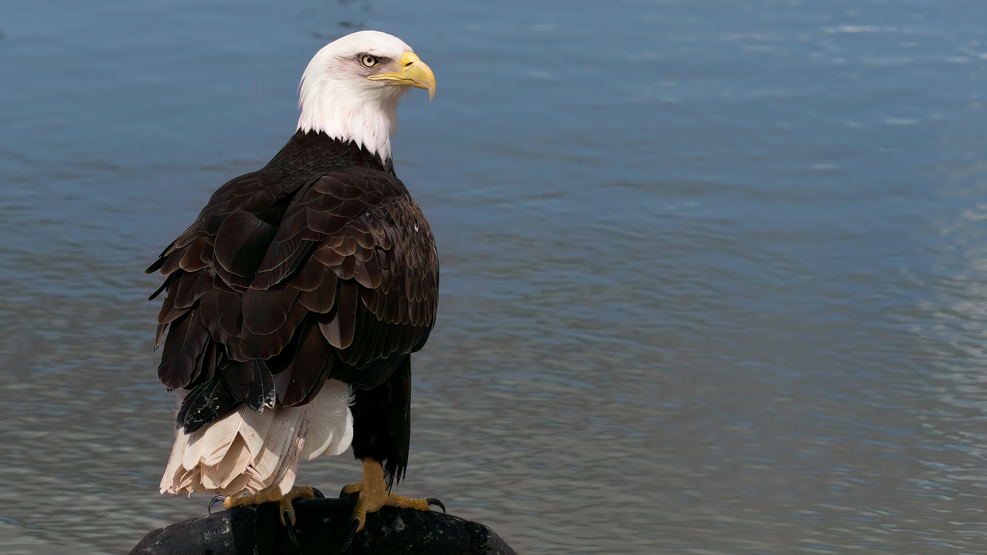 Aquila di mare testabianca