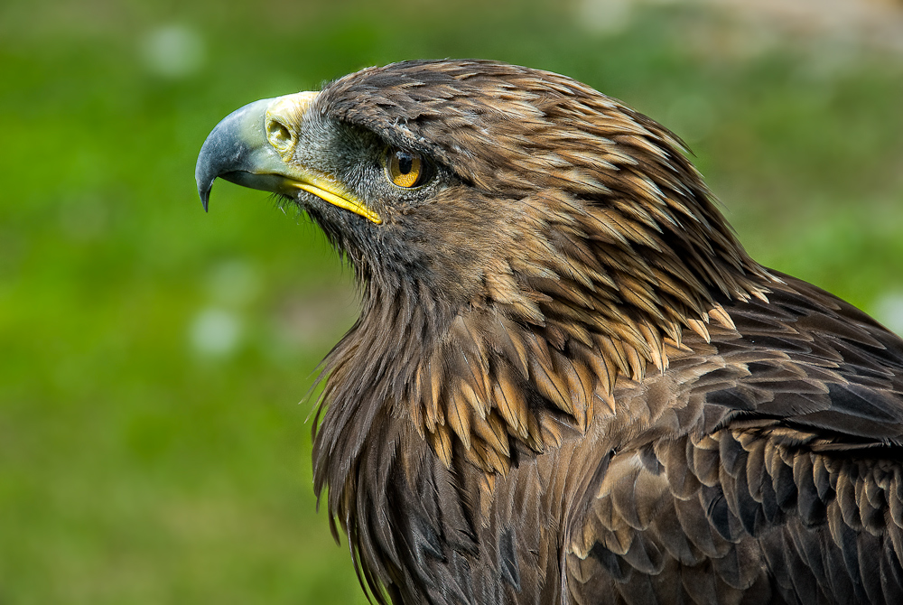 aquila