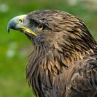 aquila