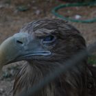 Aquila