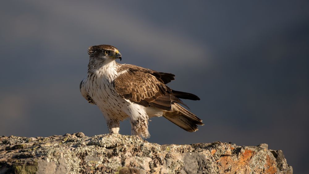 Aquila fasciata