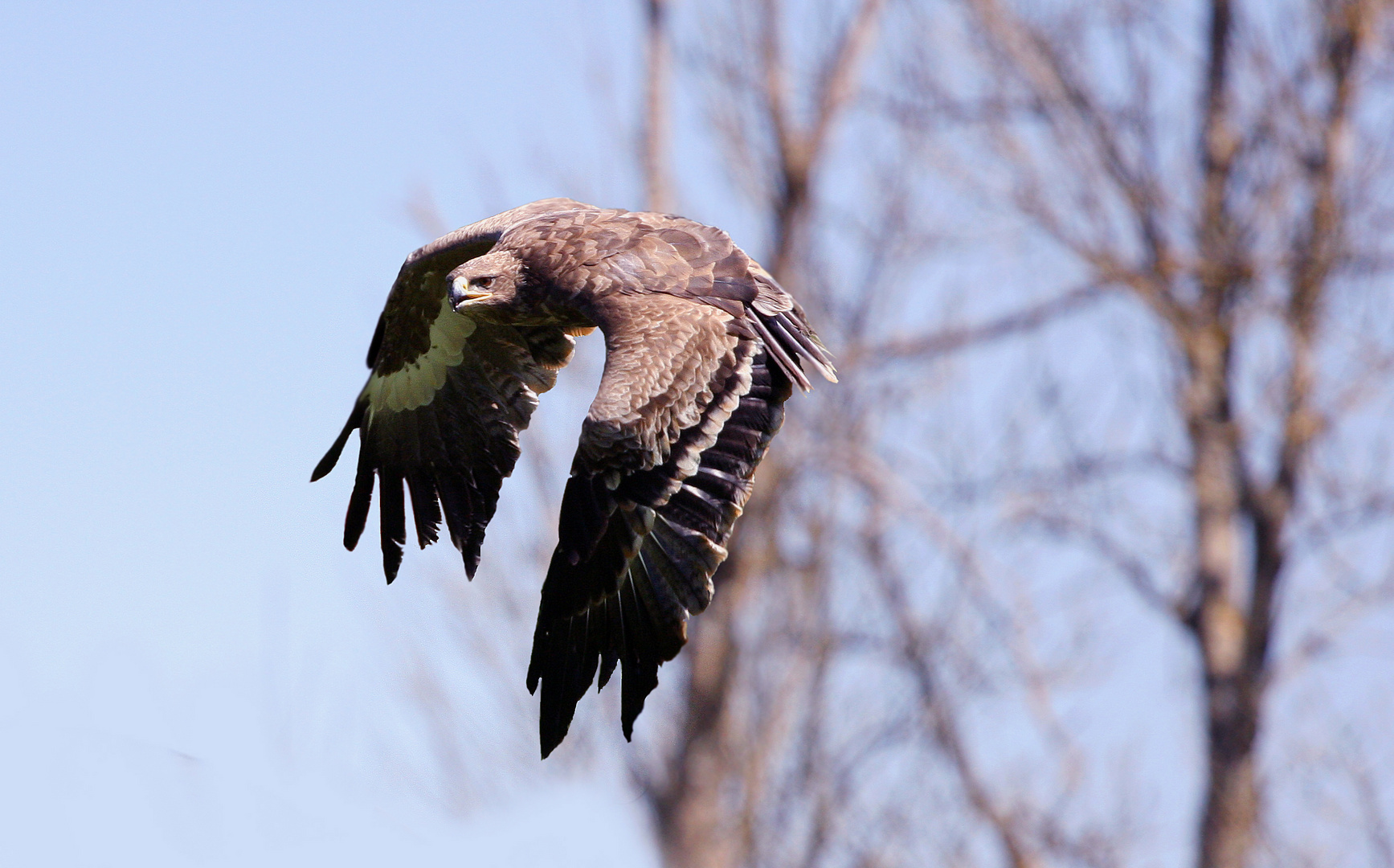 Aquila fotografata a Lenngries (Baviera)