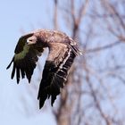 Aquila fotografata a Lenngries (Baviera)