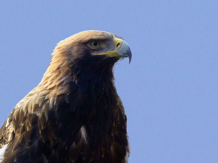 Aquila imperiale (Aquila heliaca)