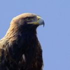 Aquila imperiale (Aquila heliaca)