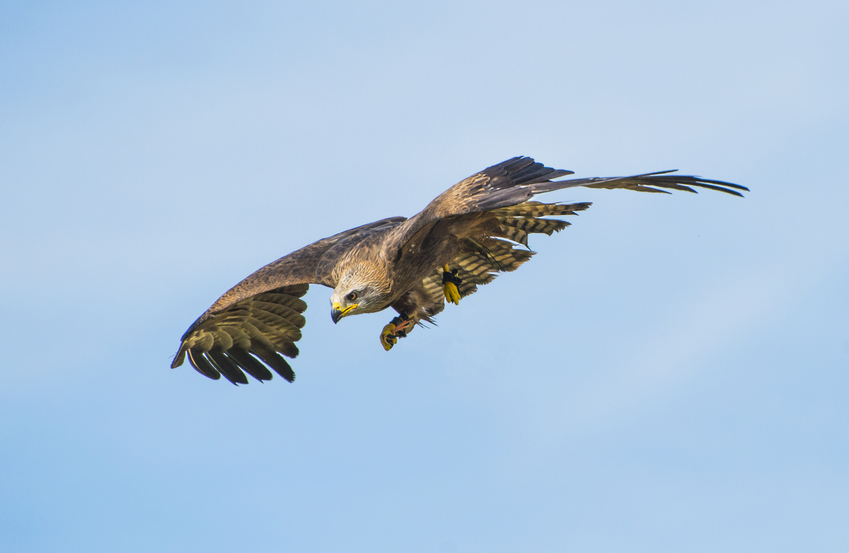 Aquila in picchiata