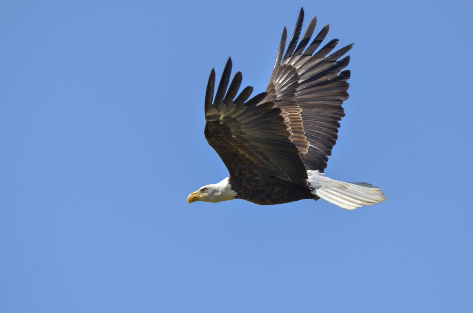 aquila in volo