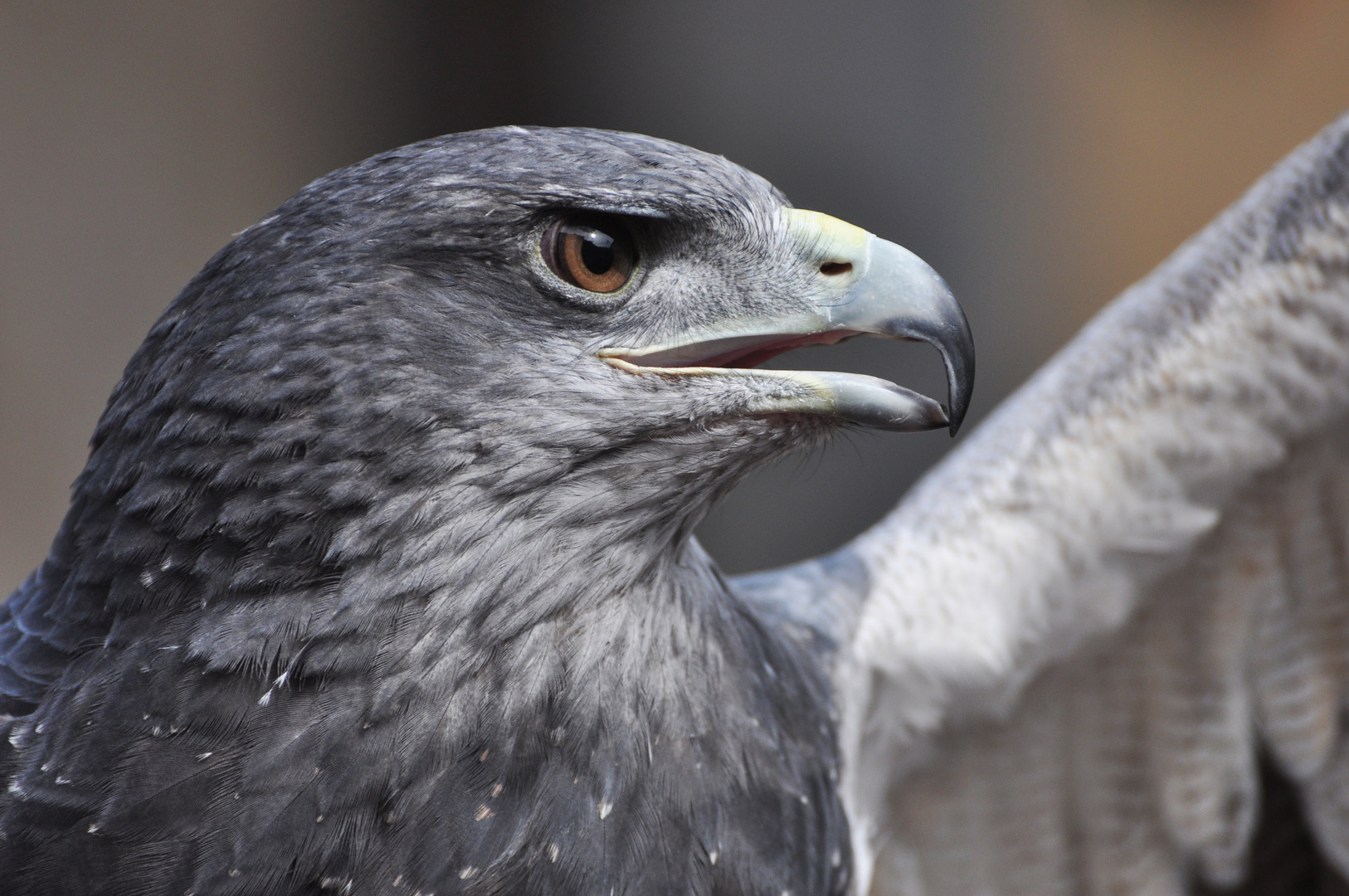 Aquila marittima