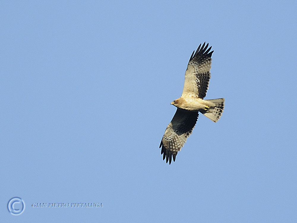 Aquila minore (Booted eagle)