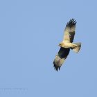 Aquila minore (Booted eagle)