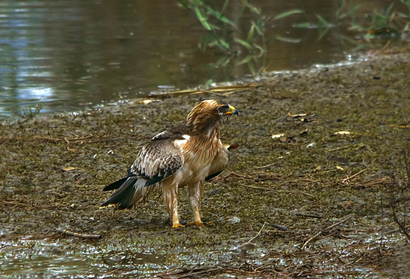 AQUILA MINORE