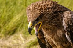 aquila Nipalensis