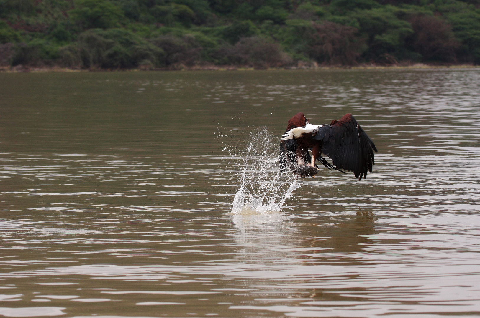 AQUILA PESCATRICE