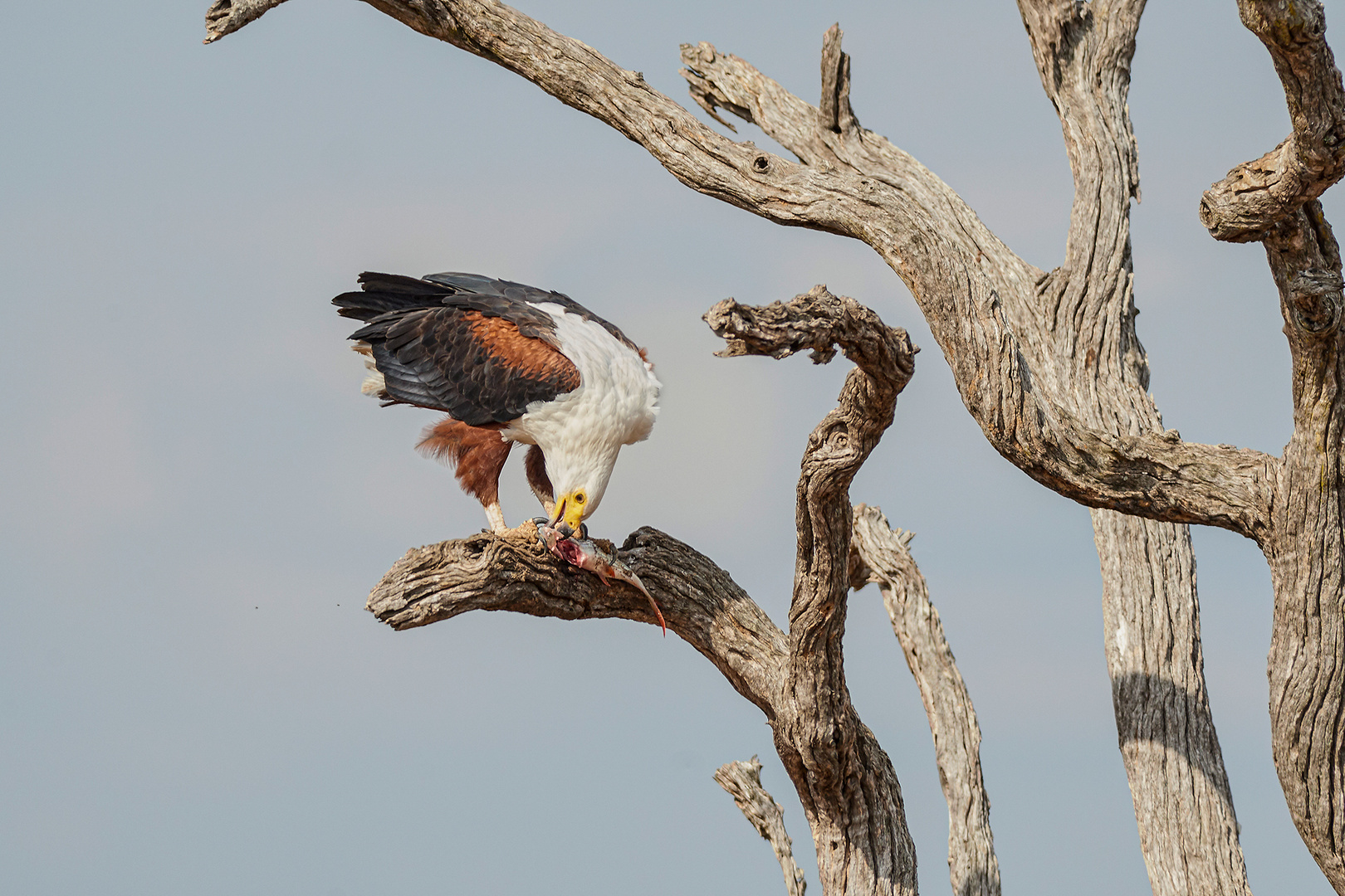 Aquila pescatrice