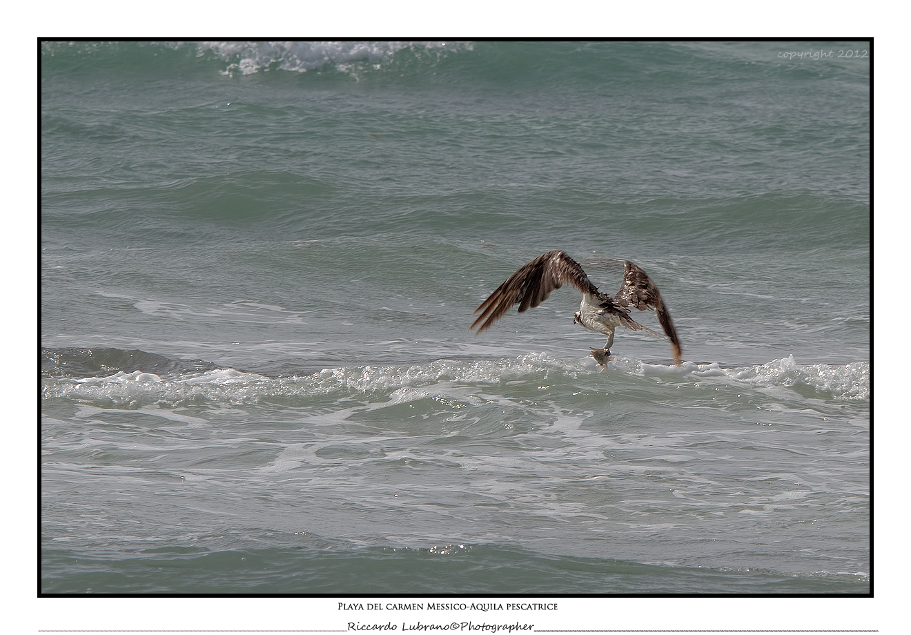 Aquila pescatrice