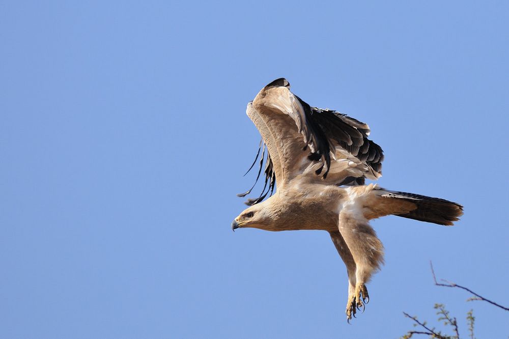 Aquila rapace