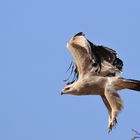 Aquila rapace