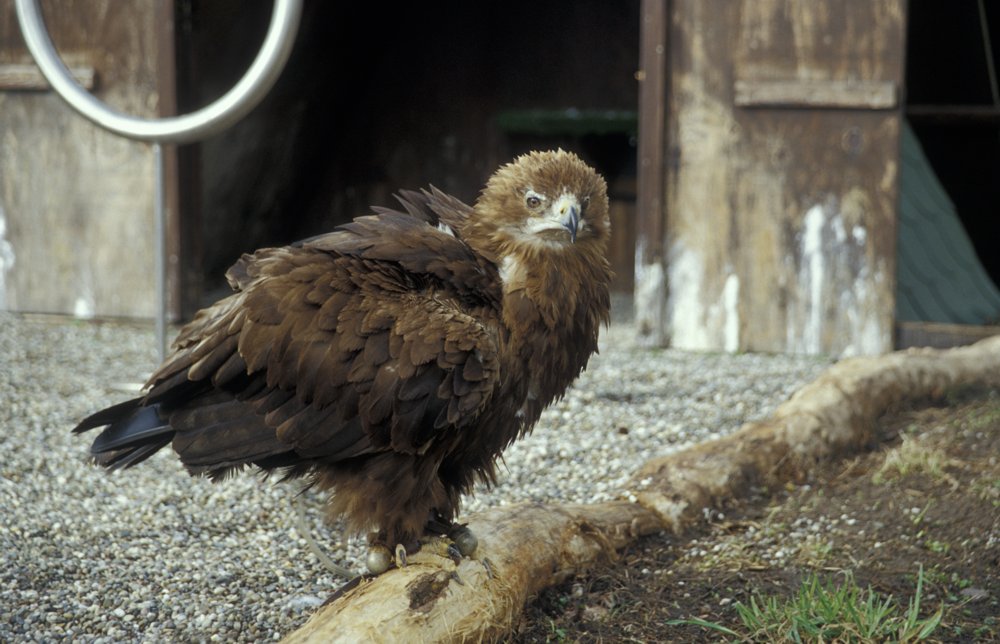 Aquila rapax