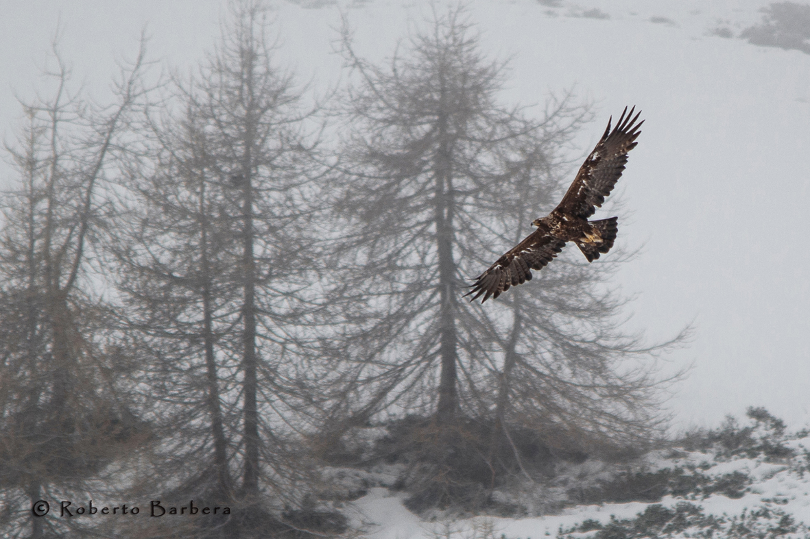 Aquila reale