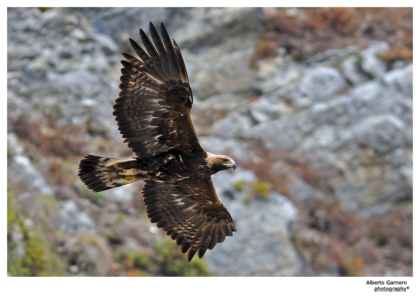 Aquila Reale delle Alpi Marittime II