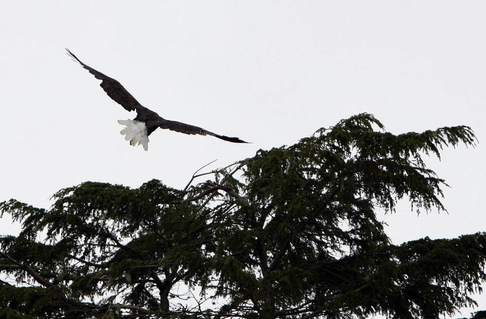 Aquila Reale in ... atterraggio !