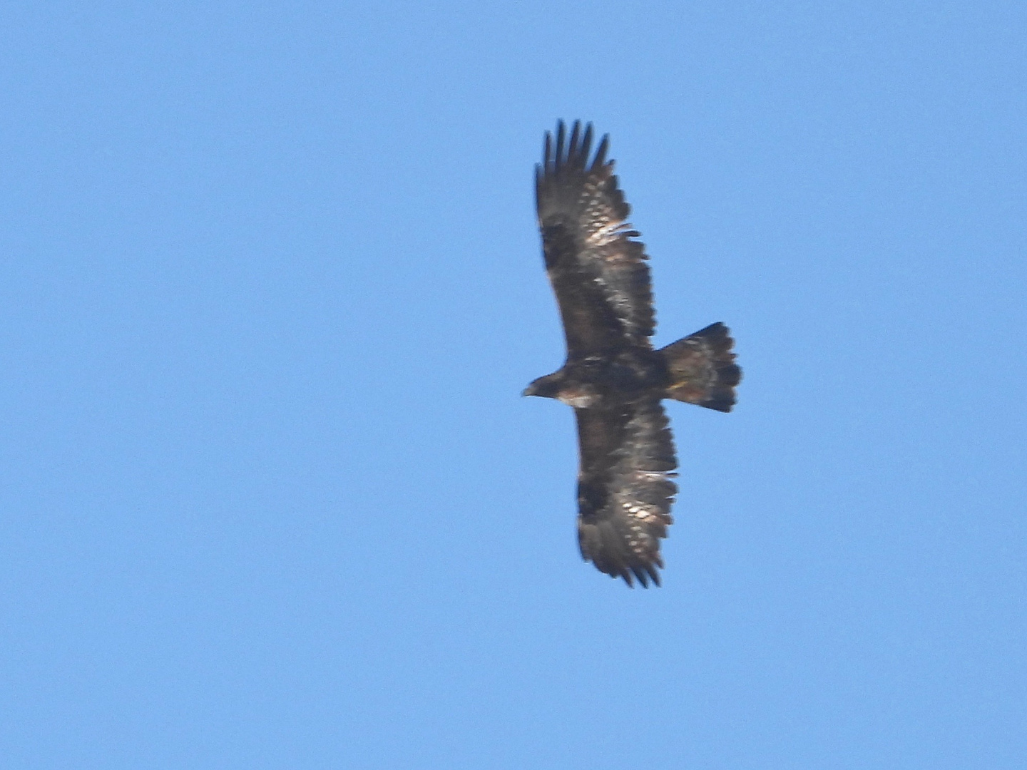 Aquila reale in volo