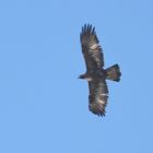 Aquila reale in volo