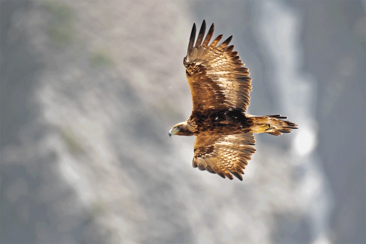 Aquila Reale: incontro ravvicinato del mio tipo!