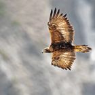 Aquila Reale: incontro ravvicinato del mio tipo!