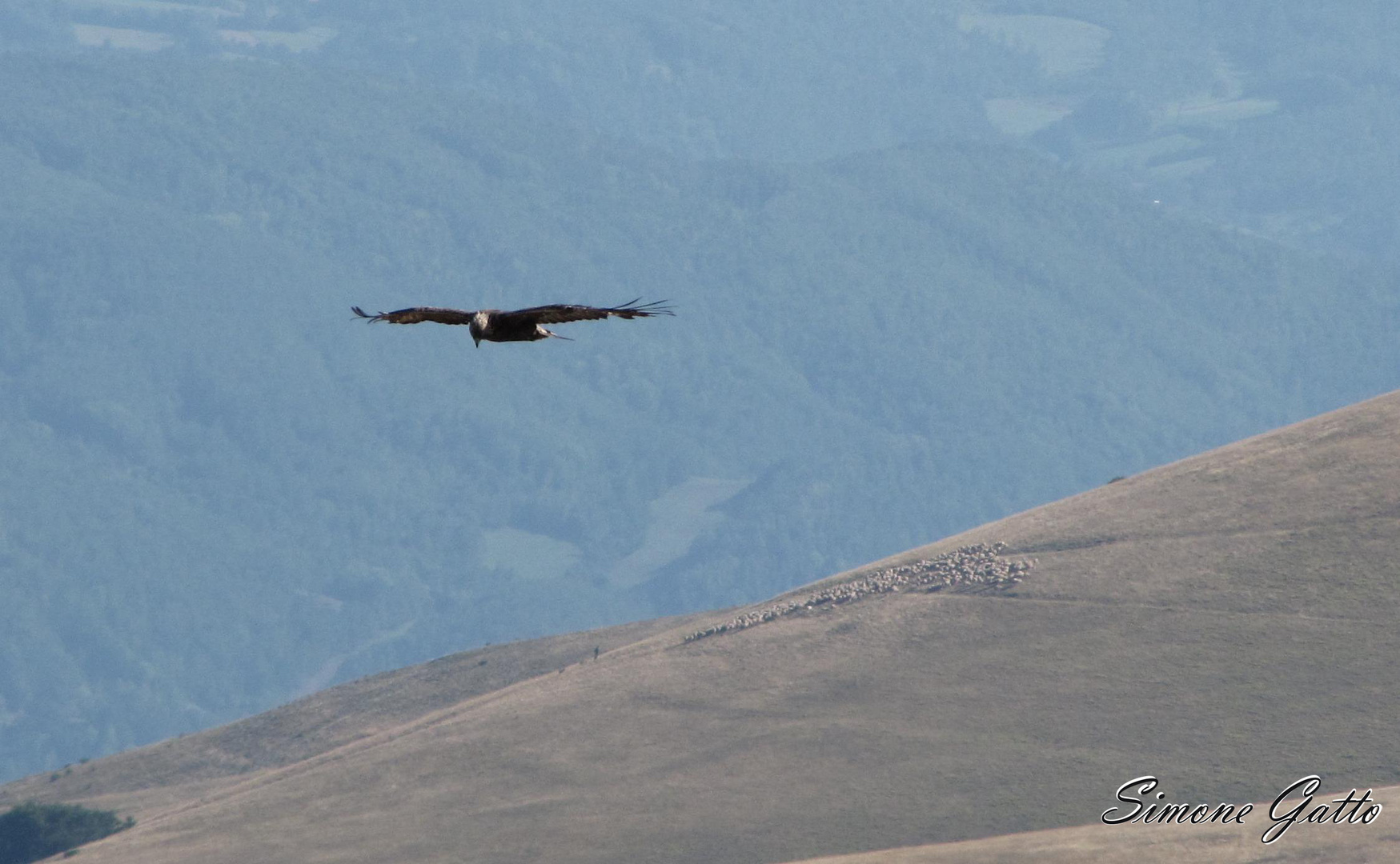 Aquila Reale Sibillini