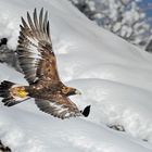 Aquila Reale virata stretta