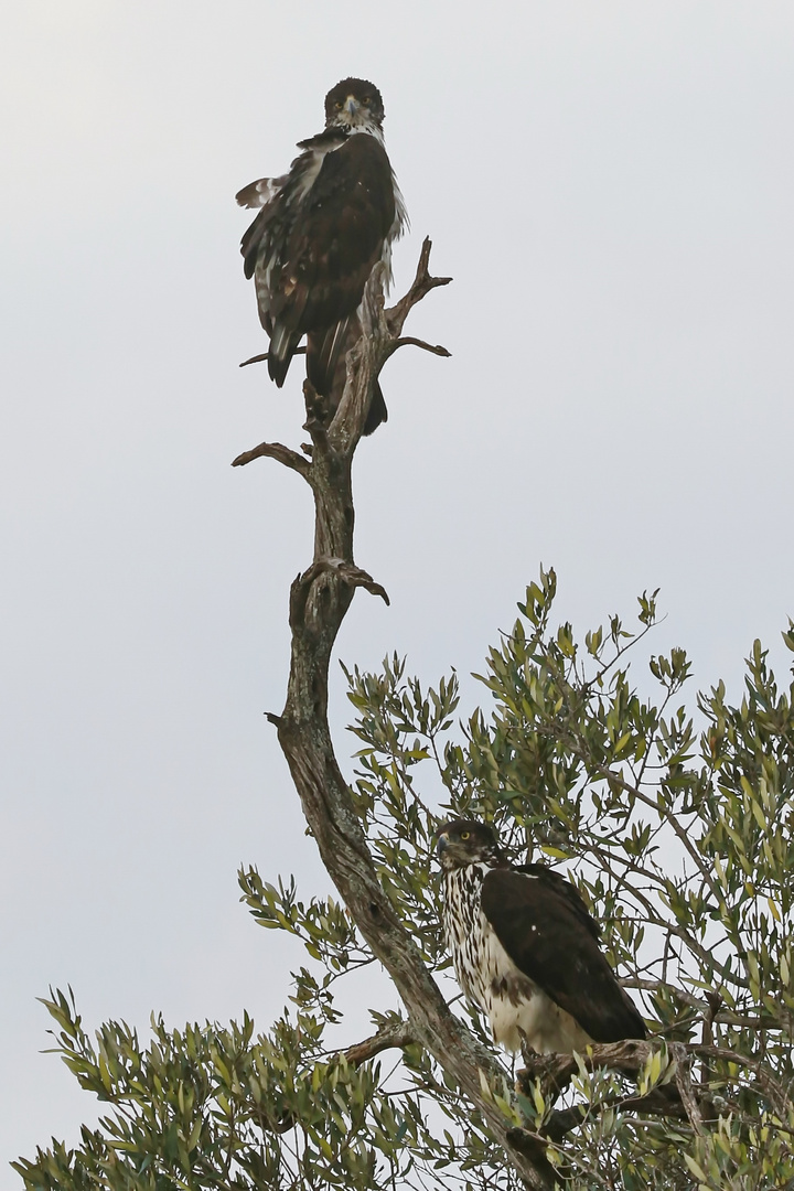 Aquila spilogaster,Afrikanischer Habichtsadler