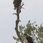 Aquila spilogaster,Afrikanischer Habichtsadler