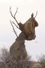 Aquila su nido uccelli tessitori