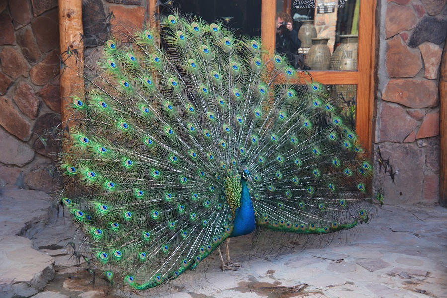 Aquila Wild Reservat - Pfau