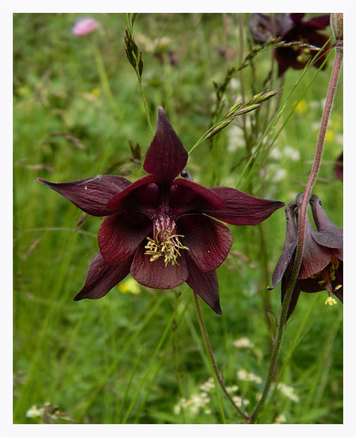 Aquilegia