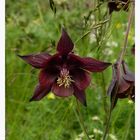 Aquilegia